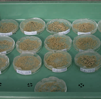 Klice u Petrijevim zdjelicama s bugačicom