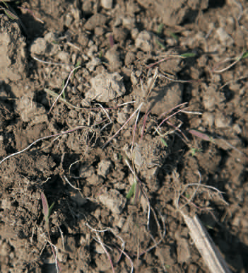 Mali svijetli korjenčići korova