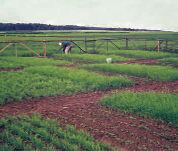 Prvi pokusi u Rauischholzhausenu; plijevi Fritz Balzer