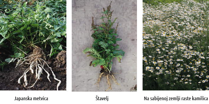 Japanska metvica, Štavelj, Na sabijenoj zemlji raste kamilica